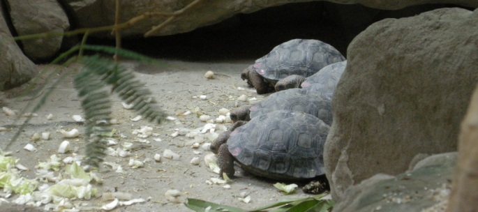 Baby Galapagos Turtles. Well these ones appeared to be babies compared to the elders who were a meter in length!